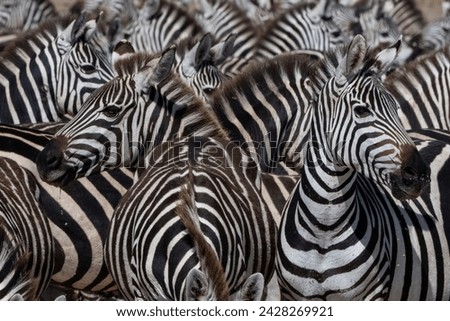 Similar – Foto Bild Zebrablick Blick Tier