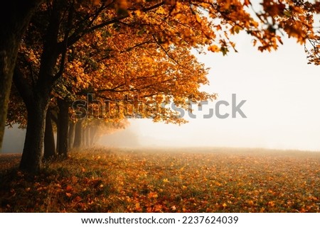 Similar – Image, Stock Photo Colorful Tree In Autumn With Fallen Orange Leaves