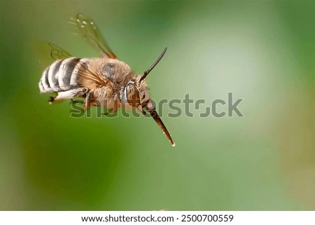 Similar – Image, Stock Photo Bee flies on blue grape hyacinth