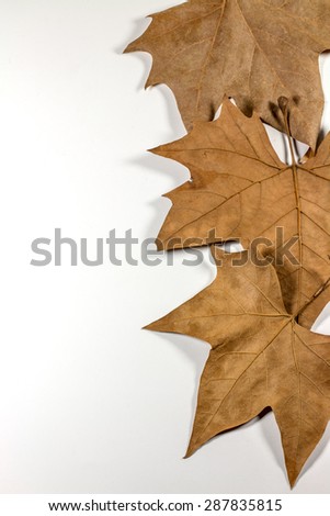 Autumn Leaves isolated on White Background.