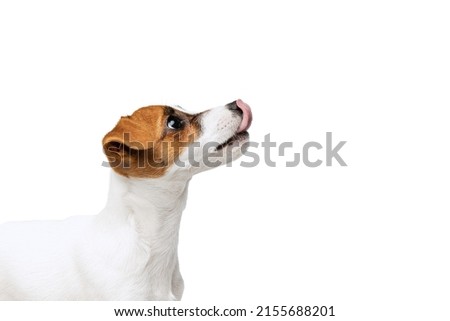 Similar – Image, Stock Photo beautiful jack russell dog lying on bed listening to music on headset. home, indoors, music and lifestyle