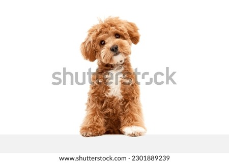 Similar – Image, Stock Photo Animal love | Doggy