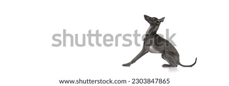 Similar – Foto Bild Windhund Hund 1 Tier