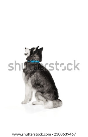 Similar – Image, Stock Photo Funny dog sitting on floor