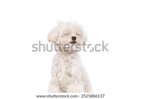 Similar – Image, Stock Photo Maltese dog on a spring day