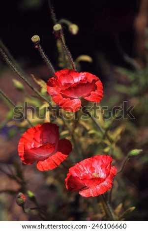 Red Poppy Flowers in the sun