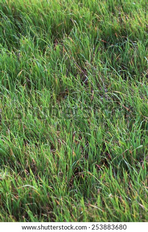 Bright green wild grass texture