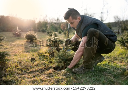 Similar – Green spruce plant growing in park