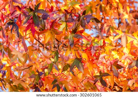 Dense canopy of autumnal colored sweet gum leaves