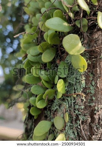 Similar – Image, Stock Photo Beautiful scale with plants in summer