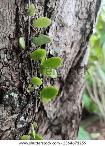 Similar – Image, Stock Photo Beautiful scale with plants in summer