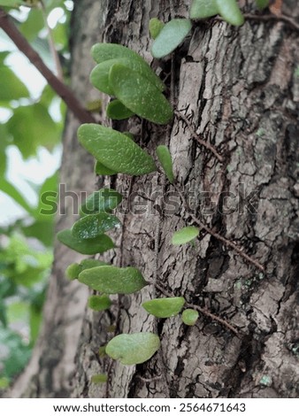 Similar – Image, Stock Photo Beautiful scale with plants in summer