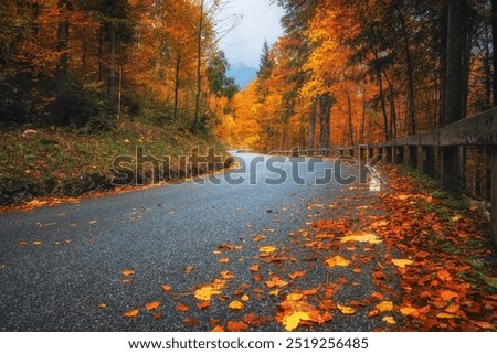 Road with fallen leaves in beautiful forest in golden autumn. Empty mountain road, trees with red and orange foliage in rain. Colorful landscape with wet road in woods in fall season. Transportation