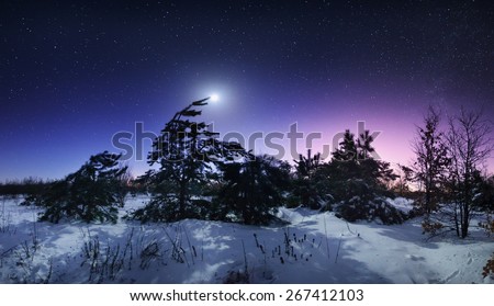 Beautiful winter night in the forest in Ukraine. Full moon