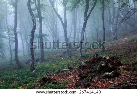 Mysterious spring forest in fog with trees and green grass. Morning in Crimea