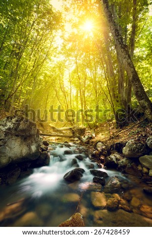 Sunset in the beautiful forest. Trees, water and stones. Mountain river. Summer landscape in Crimea