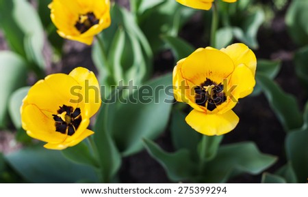 Tulip. Beautiful spring flowers. Art Design. Background