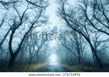Mysterious dark autumn forest in green fog with road, trees and branches . Morning in Crimea