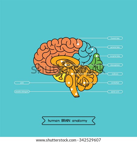 Human Brain Anatomy Structure. Human Brain Anatomy Illustration. Vector ...