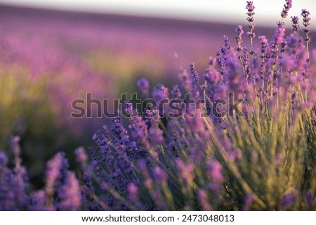 Similar – Image, Stock Photo Purple blooming lavender field of Provence, France, in day time with beautiful scenic sky and tree on horizon