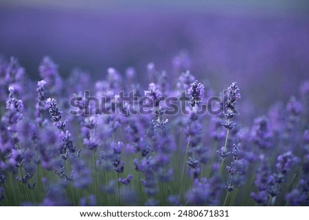 Similar – Image, Stock Photo Lavender blurred Flower