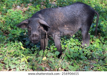 A young black wild hog grazes among a grassy field.