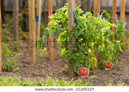 Tomato plants staked and planted in rows