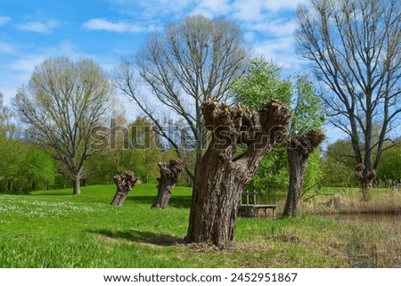 Similar – Foto Bild Alte verwelkte gelbe Tulpe auf dunklem Hintergrund