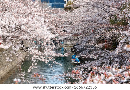 Hanami Boats steered by boatmen down the Suimon-Gawa Canal under beautiful cherry blossoms (Sakura), in Ogaki 大垣 (the final destination of the historic Oku no Hosomichi Journey 奥の細道), Gifu 岐阜, Japan 商業照片 © 