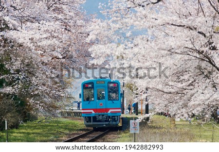 A local train arriving at Tanigumiguchi Station 谷汲口 of Tarumi Railway (樽見鉄道) with pink cherry blossom trees (Sakura) blooming by the tracks on a sunny spring day, in Ibigawa, Ibi District, Gifu, Japan ストックフォト © 