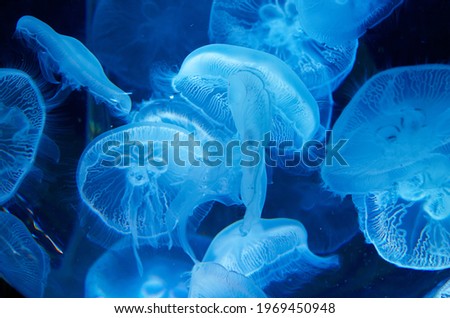 Similar – Image, Stock Photo Transparent Jellyfish With Long Poisonous Tentacles