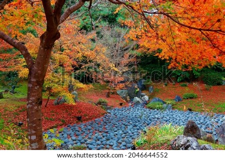 Fall scenery of the Japanese garden (獅子吼の庭) of Hogon-in (宝厳院) Buddhist Temple in Arashiyama (嵐山), Kyoto, Japan, with the Sea of Stones under fiery maple trees and red fallen leaves on the mossy ground 商業照片 © 