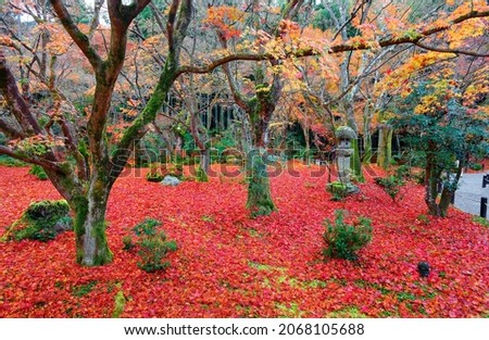 Beautiful autumn scenery of a forest of colorful maple trees with a stone lantern on the red carpet of fallen leaves in the Japanese garden of the famous Enkoji (圓光寺) Buddhist Temple, in Kyoto, Japan 商業照片 © 