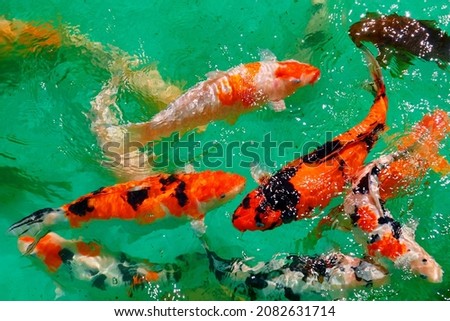 Colorful Japanese carp fish swimming in a Koi pond in a garden in Kyoto, Japan. A brilliant image of vibrant Chinese Fancy Carp fish in the clear water. Koi carp are an auspicious symbol of longevity. 商業照片 © 