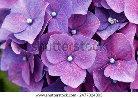 Similar – Image, Stock Photo Lovely purple flowers close up