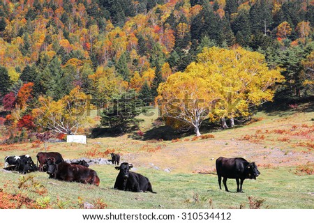 A herd of cows resting on green meadows In a ranch with autumn forest in the background in Nagano, Japan