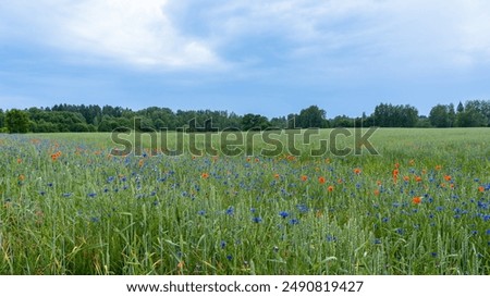 Image, Stock Photo Blue Cornflower with a green background