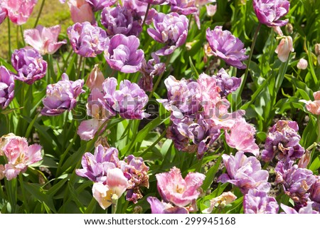 Flowerbed with pink tulips