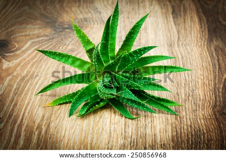 Aloe plant on white background