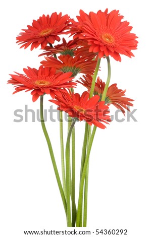 Gerber flowers isolated on white background