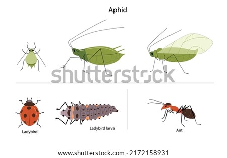 Greenfly aphid illustration with ants, ladybug and larva. Garden pest insects. 