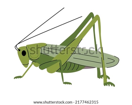 Illustration of green grasshopper. Insect vector illustration.