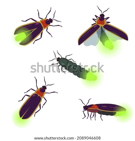 Vector set of firefly beetle drawings with different angles isolated on white background.