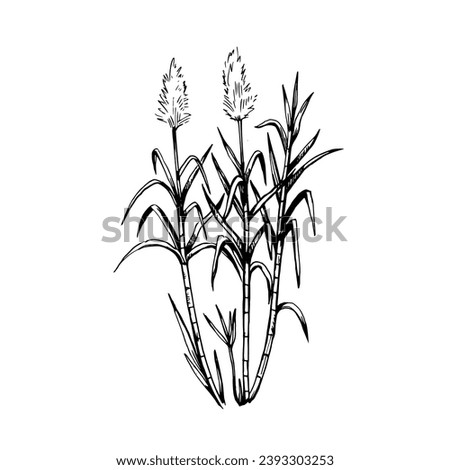 Sugar cane plants. Stems and leaves. Hand-drawn illustration in engraving retro style. Set of isolated vector design elements