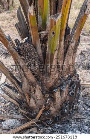 palm oil tree burn