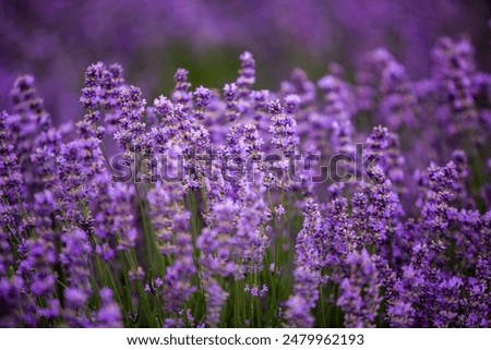 Similar – Image, Stock Photo Landscape with lavender in summer and blur background