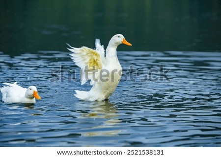 Similar – Image, Stock Photo White duck on the shore of pond with green reflecting water surface