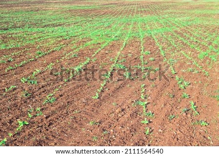 Shoots (sprouts) of sunflower on the field.