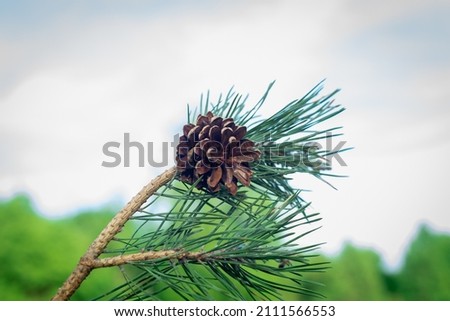 A cone on a branch with needles. Pine.