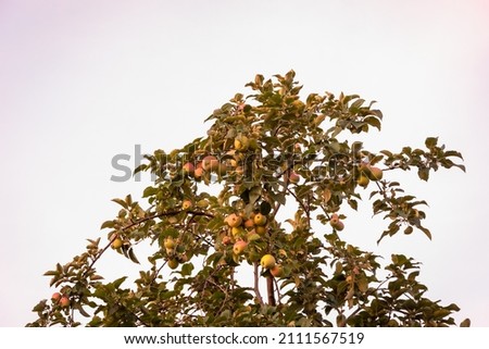 Apple tree in the early morning with ripening fruits.